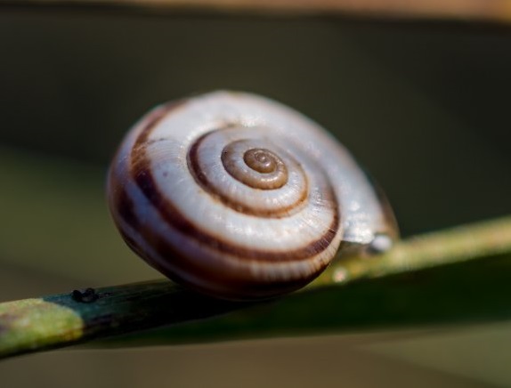 Snail MyToday